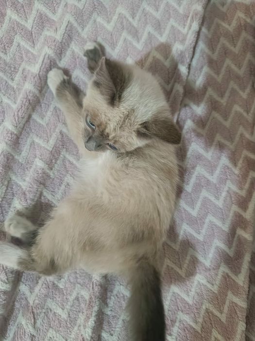 Котята в добрые руки.