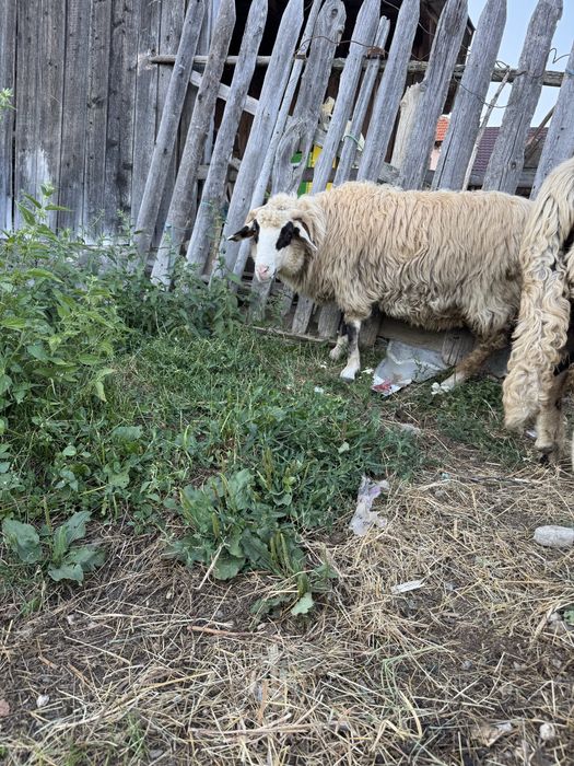 de vanzare doi berbeci si o mioara