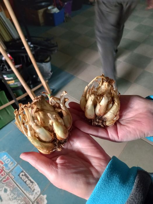 Cais umberto.Ciresi Gisella Pruni Meri Trandafir damasc Migdal Gutui