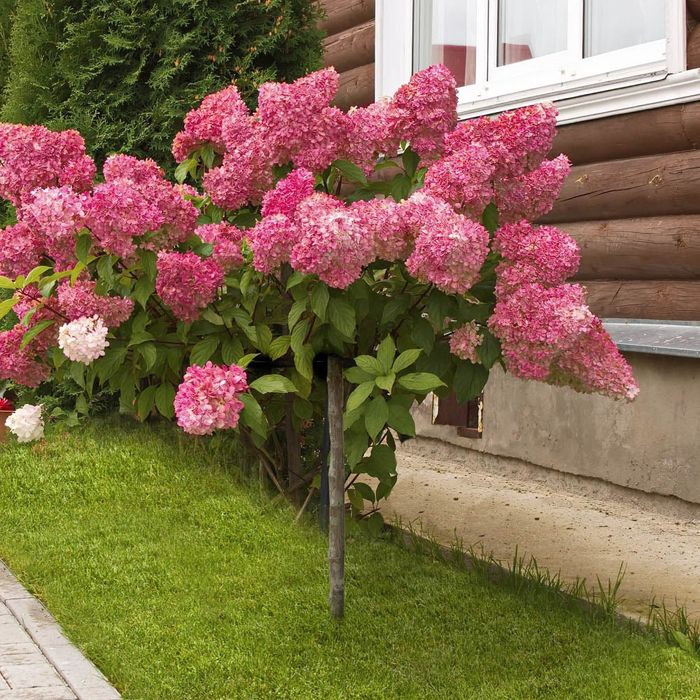 Hortensie Pomișor la ghiveci
