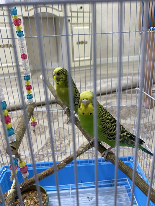 Продаются пара волнистых попугаев