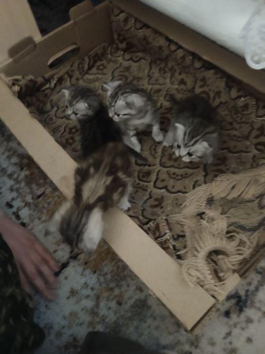 Отдам котов бесплатно