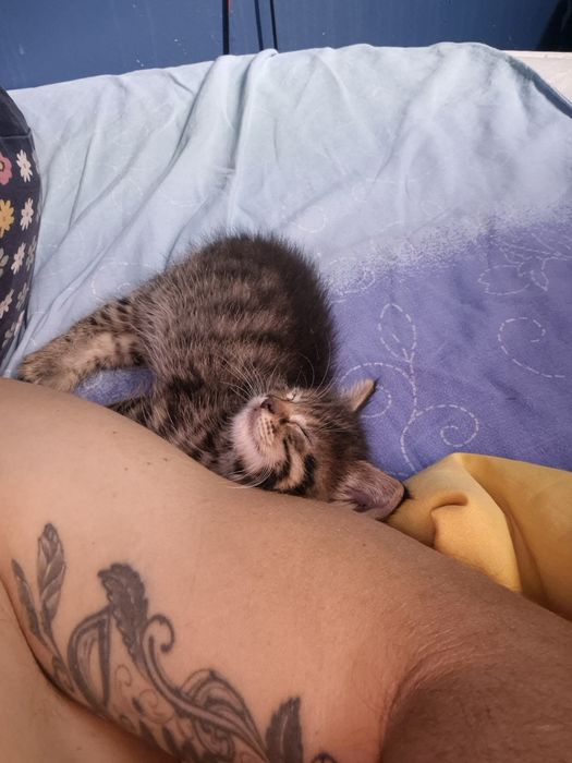 Подарявам  коте бебе