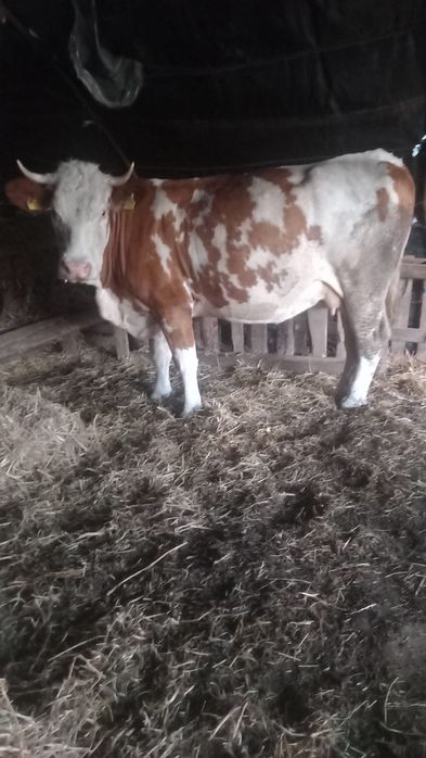 Vaca de vanzare,