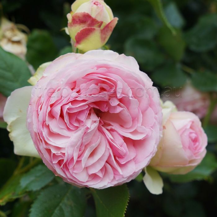 Trandafir  Catarator ' Toscana  soi Pierre Ronsard ( 2 .40 m  )