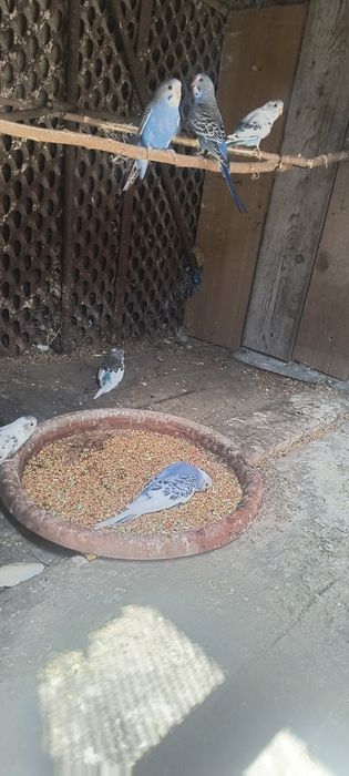 Vând  peruși 8 bucați daca se ia toți prețul este 30lei bucata