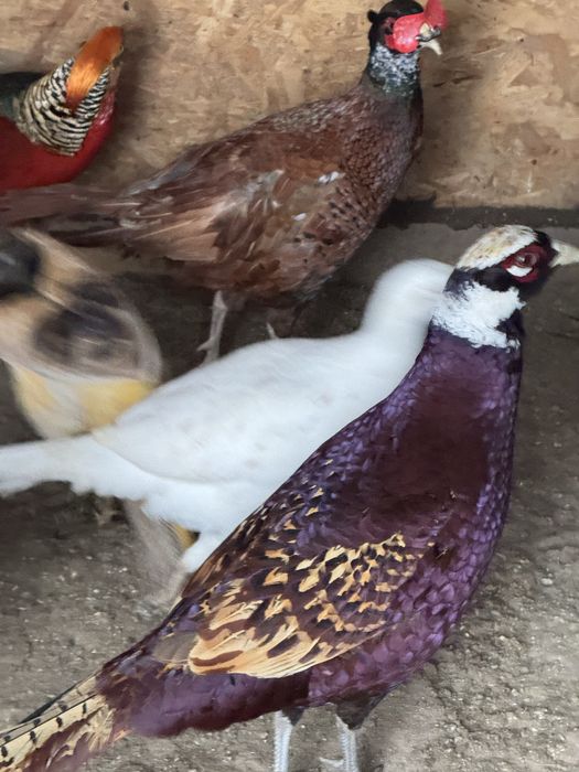 Fazani comuni platină diluată