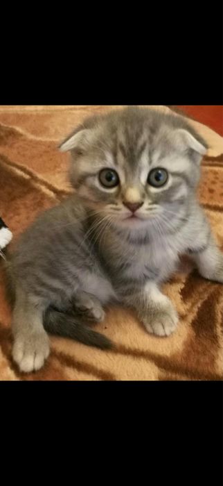 Вислоухенькие Котята