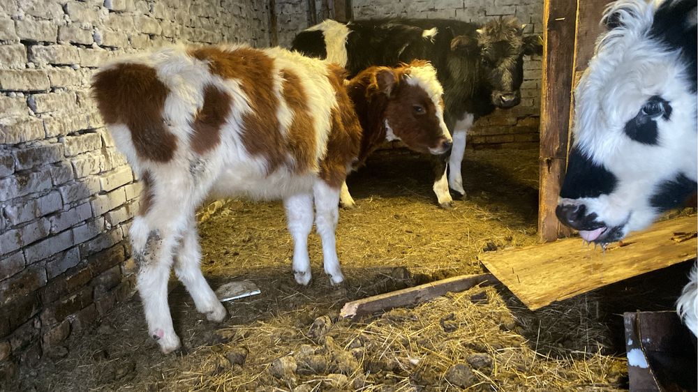 Продам крс срочна