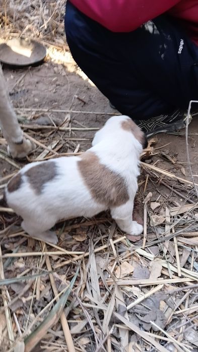 Chopon kuchuklar sotiladi