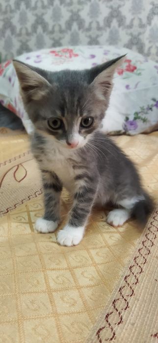 Домашние чистые котята