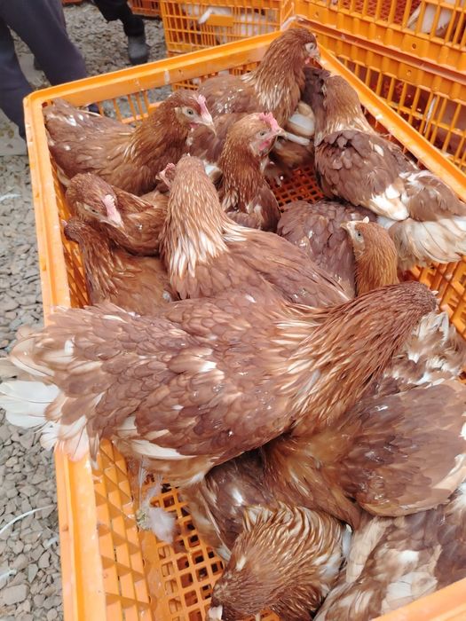 Продам кур молодки .