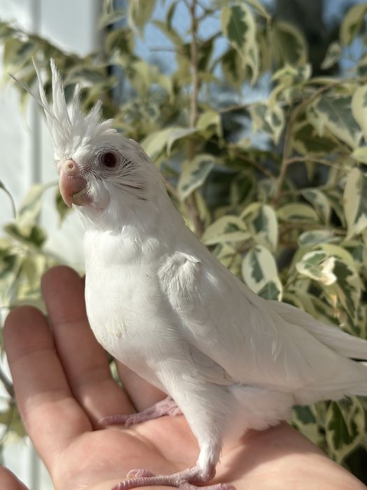 Белая корелла птенцы