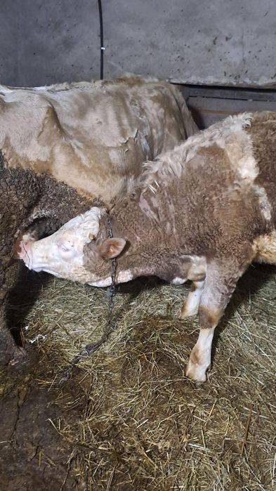 Vind vaca baltata gestanta  cu lapte