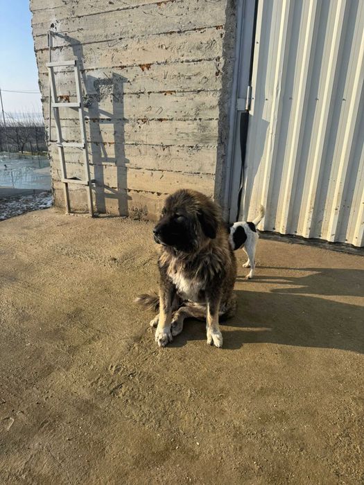 Femela ciobanesc caucazian