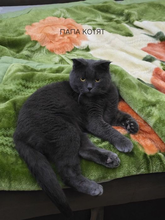 Продаются котята маленькие.