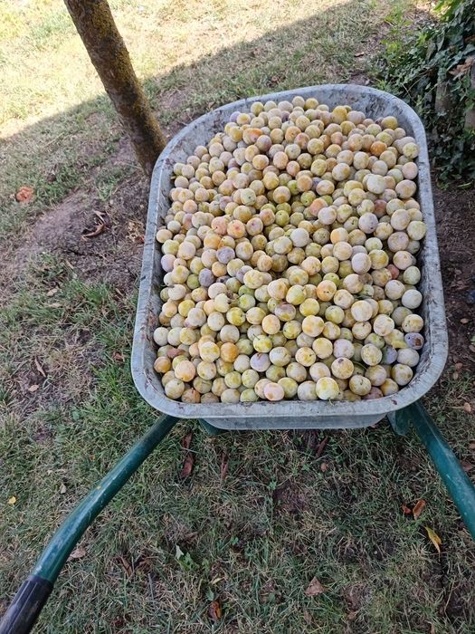 Vând prune pt Tucă