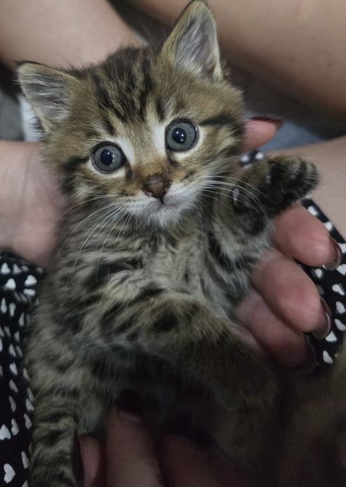 Котята в добрые ответственные руки!