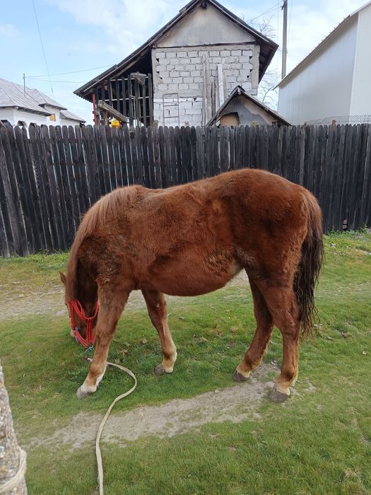 Vand manza de semigreu 11 luni