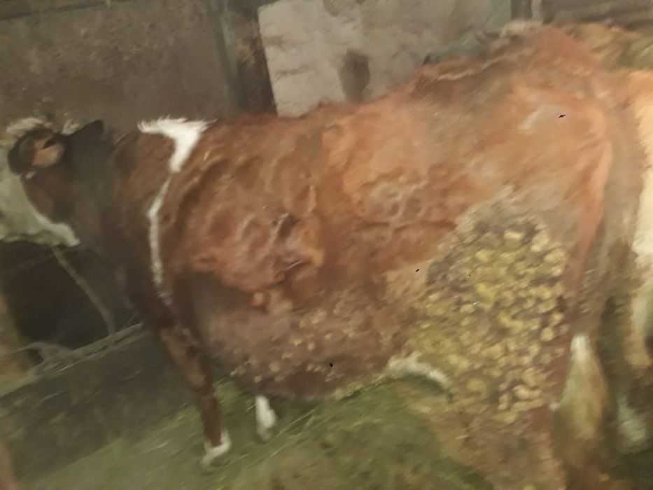 Продаётся коровы