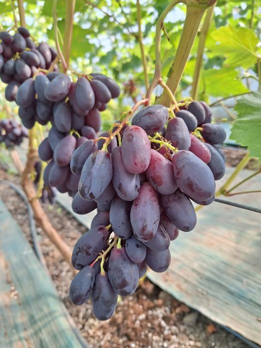 Baikonur vita de vie