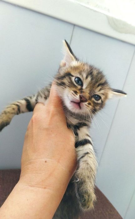 Котенок в добрые руки