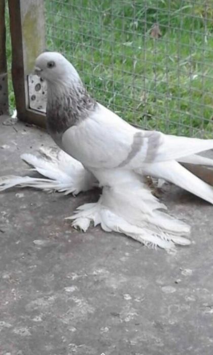 Голуби игровые