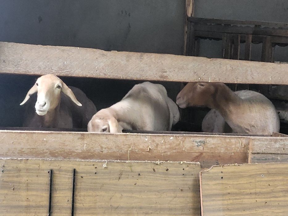 Арашан кучкор солулар