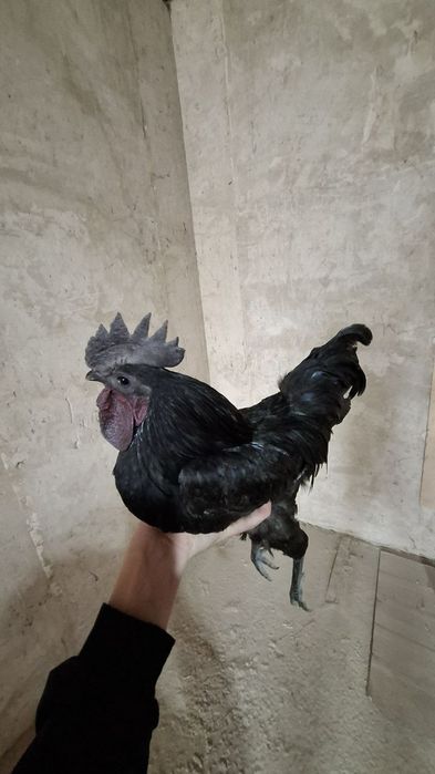 Ухайлу жўжа хўроз