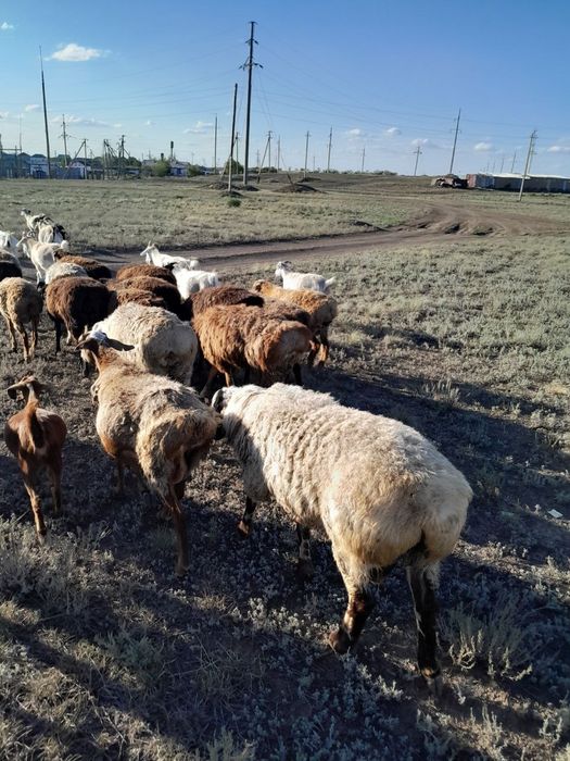 Продам большого кошкара