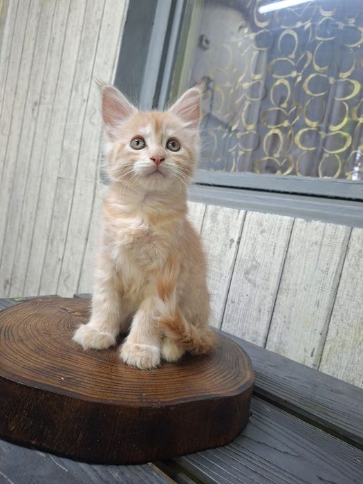 Котята породы Мейн-кун