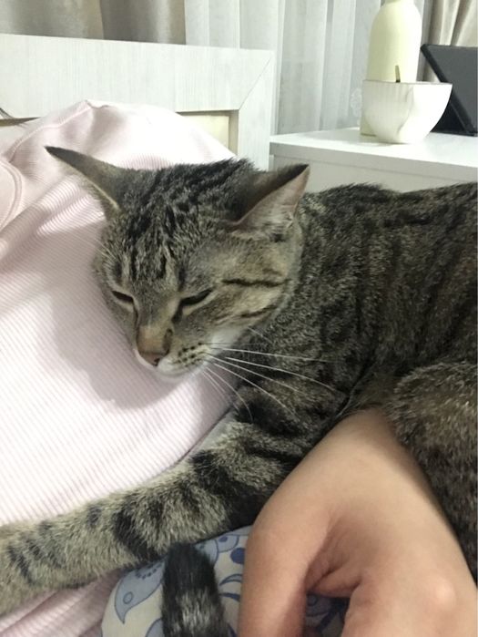 Кошка в добрые руки