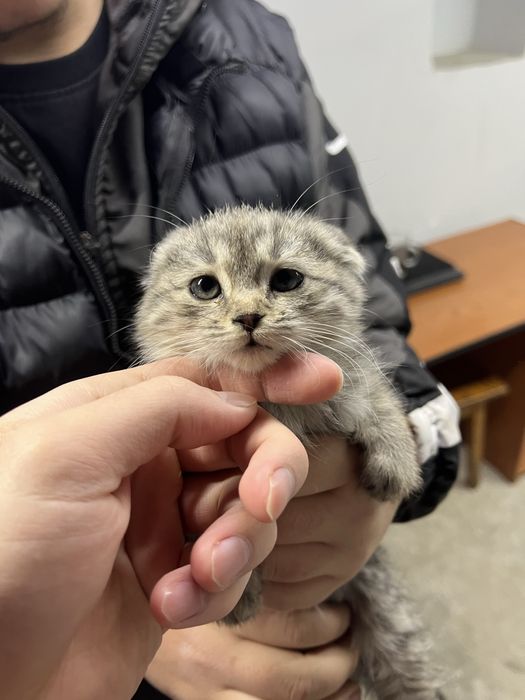 Skotish fold mushuk bolasi Sotiladi Srochna