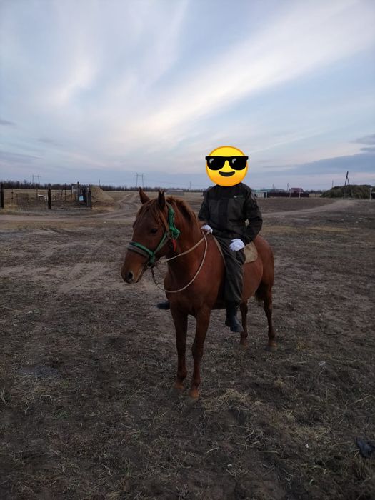 Продам Жеребца цена окончательная