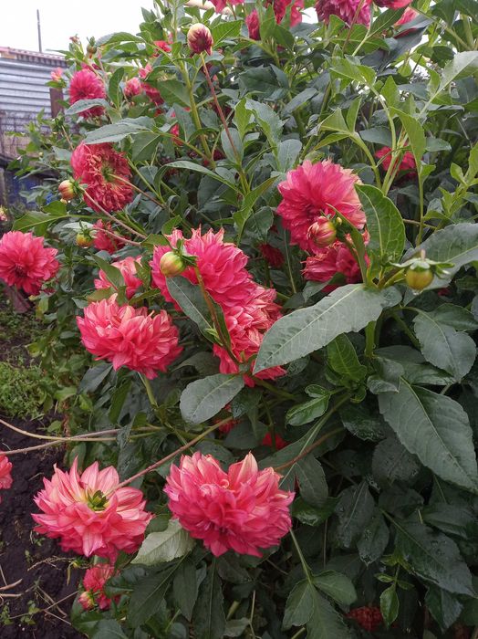 георгина клубни для посадки