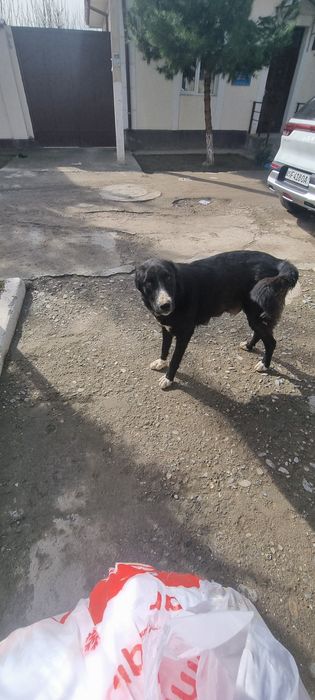 Aqilli kuchuklar 3 yosh