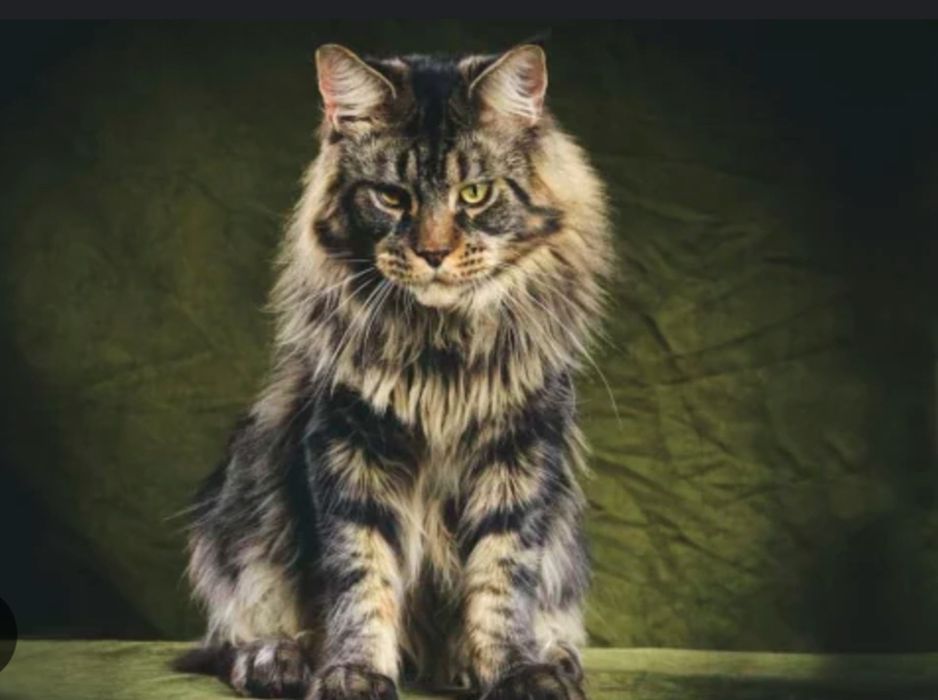 Чистокровные котята Мейн-кун