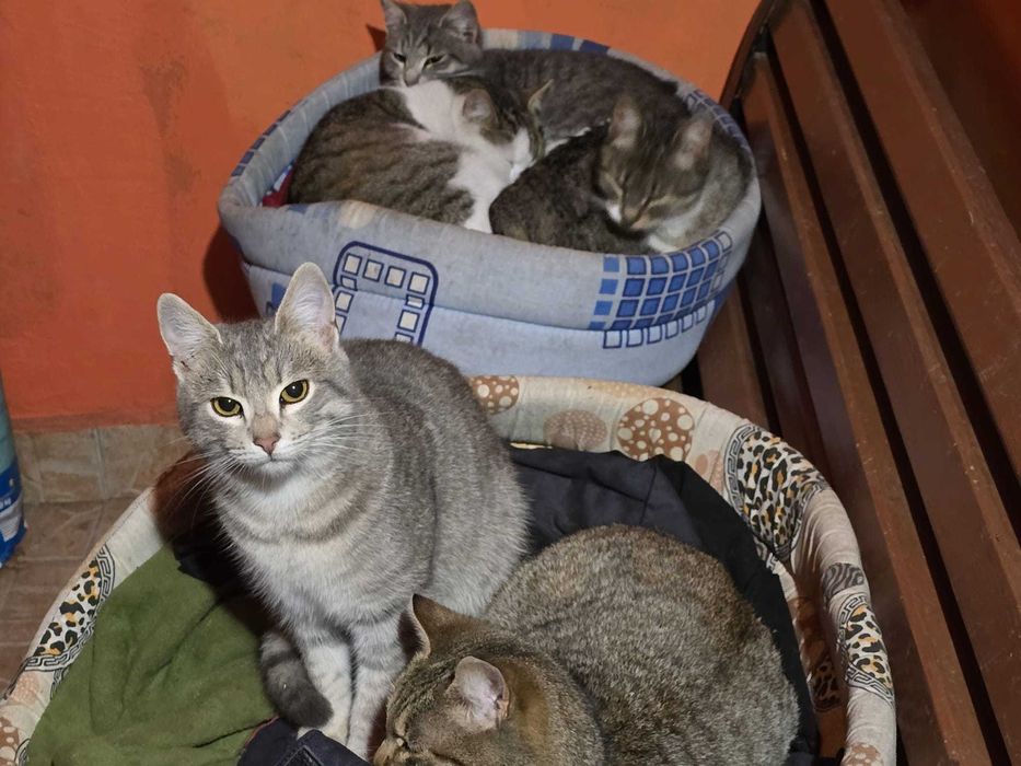 Adoptati un pisoi Craiova