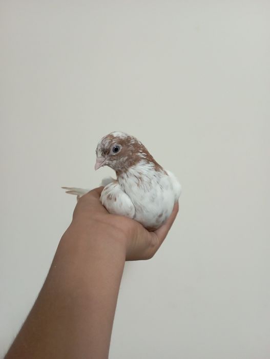 Каптарлар сотилади