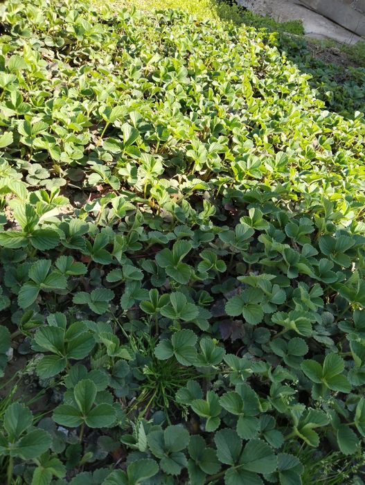 Кулпынай кошет. Дикий виноград