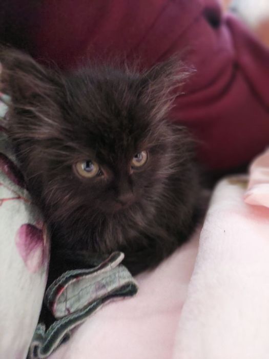 Mushuk sotiladi siamskiy