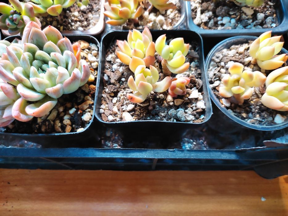 Суккуленты адаптированные