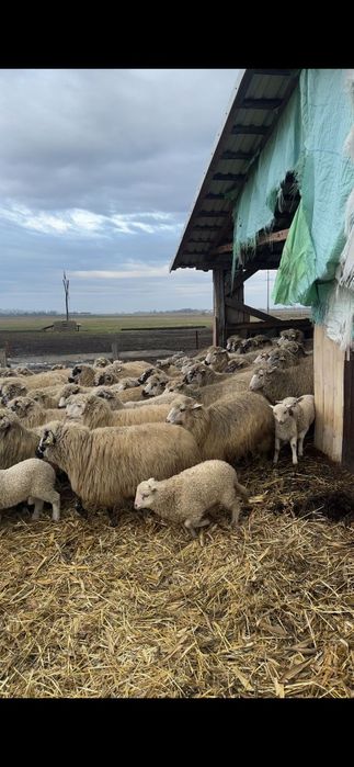 Disponibil oi și miei.