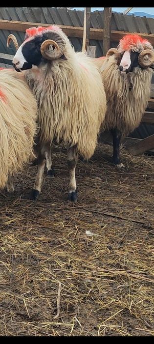 De vânzare berbeci și cârlani!