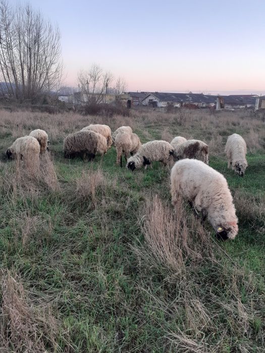 Vind sau schimb 20 oi