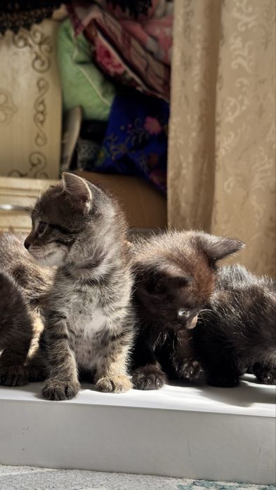 Отдам котят в добрые руки
