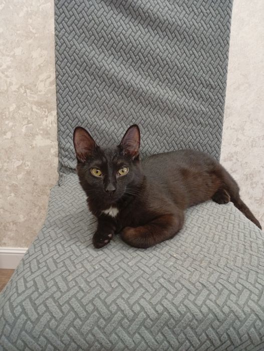 Котенок 4мес мальчик