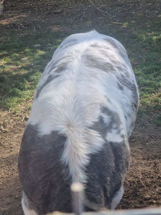 Vând viței de carne