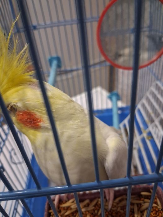 Продам попугай с клетка карелла