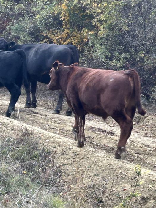 Vand 6 vitei angus